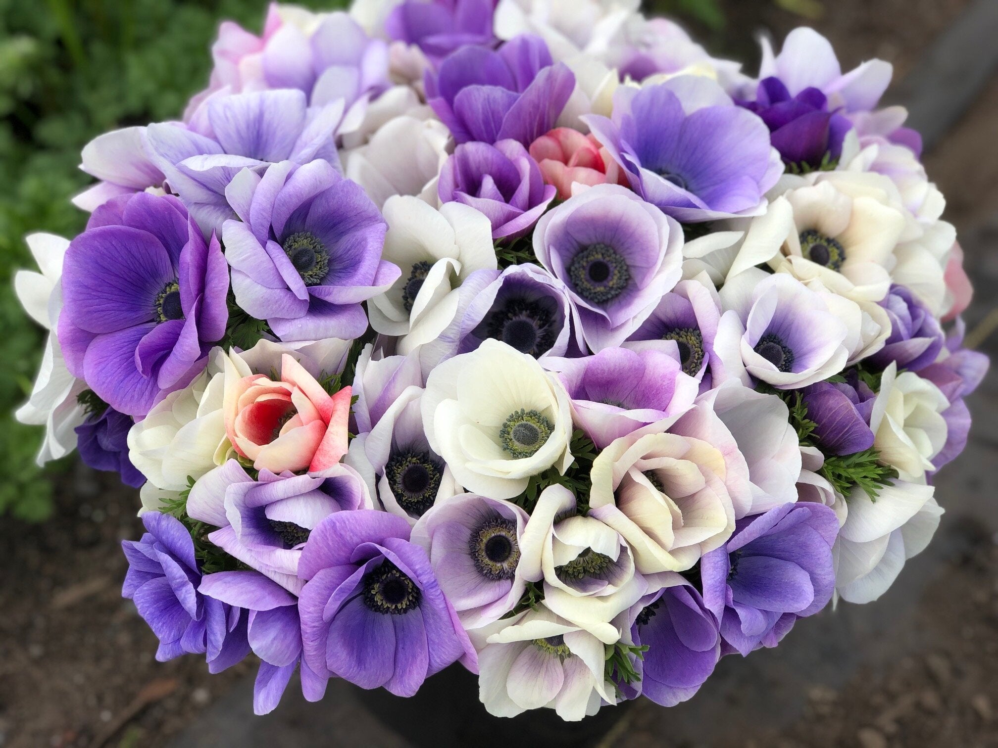 Anemone Ranunculus How to Grow Anemones and Ranunculus | The Farmhouse Flower Farm