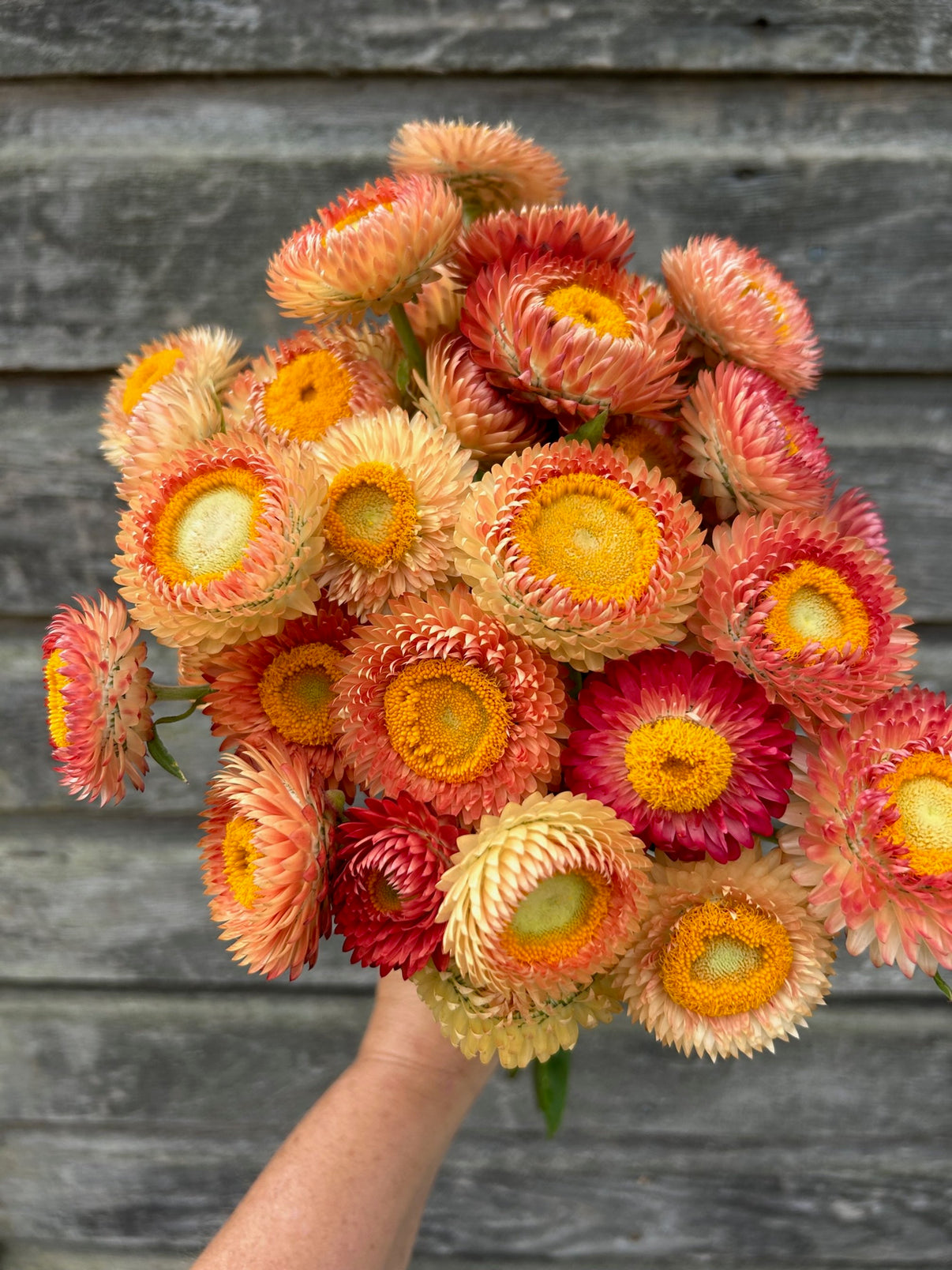 Strawflower Apricot Mix The Farmhouse Flower Farm