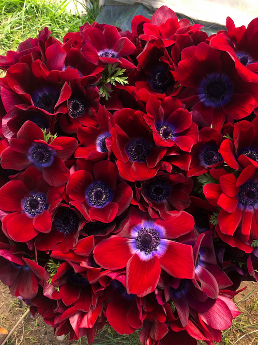 Anemone Bordeaux