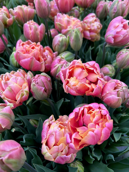 Tulip - Pink Star