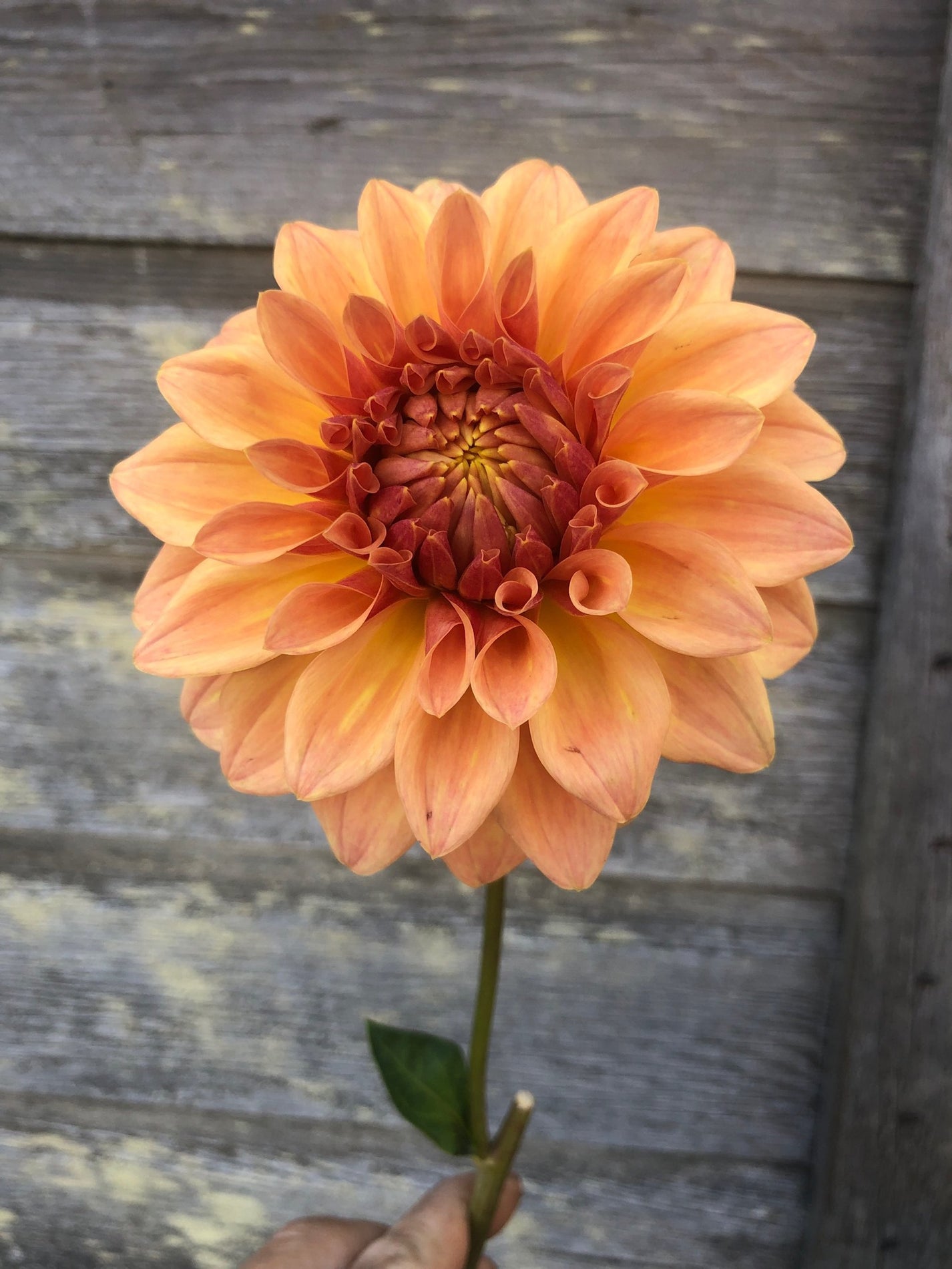 Miss Amara The Farmhouse Flower Farm