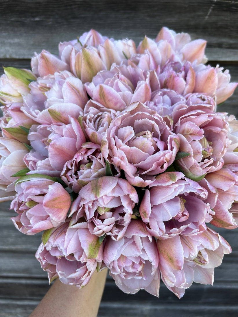 Tulip - Katinka – The Farmhouse Flower Farm