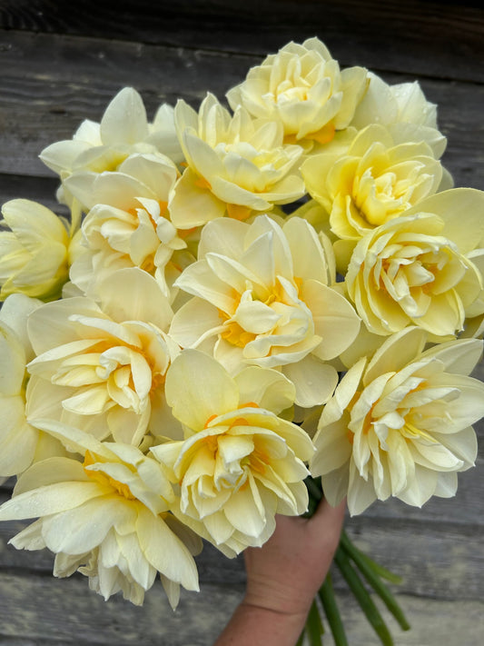 Daffodil - Manly