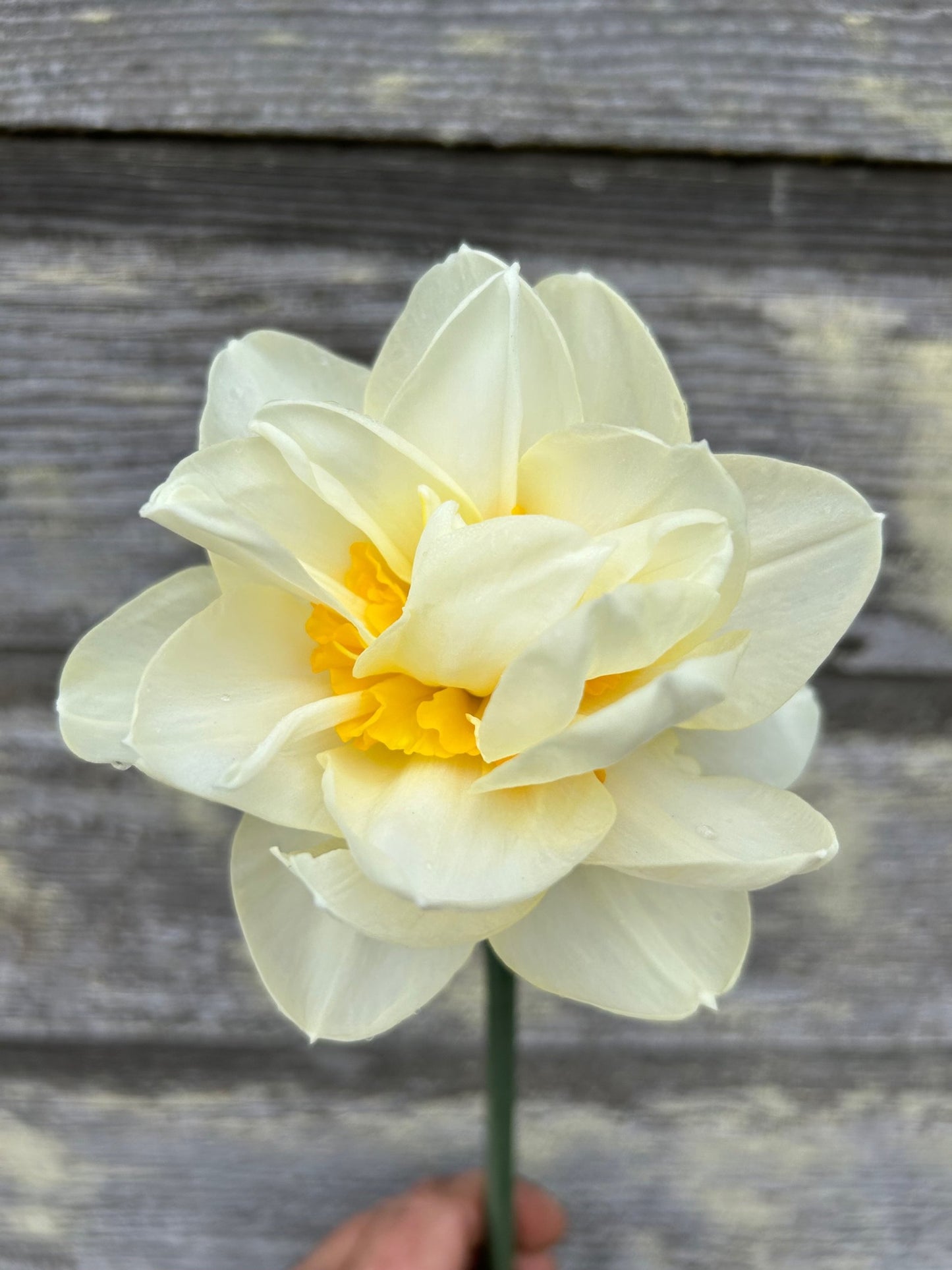 Daffodil - Manly