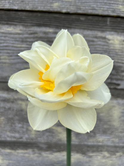 Daffodil - Manly
