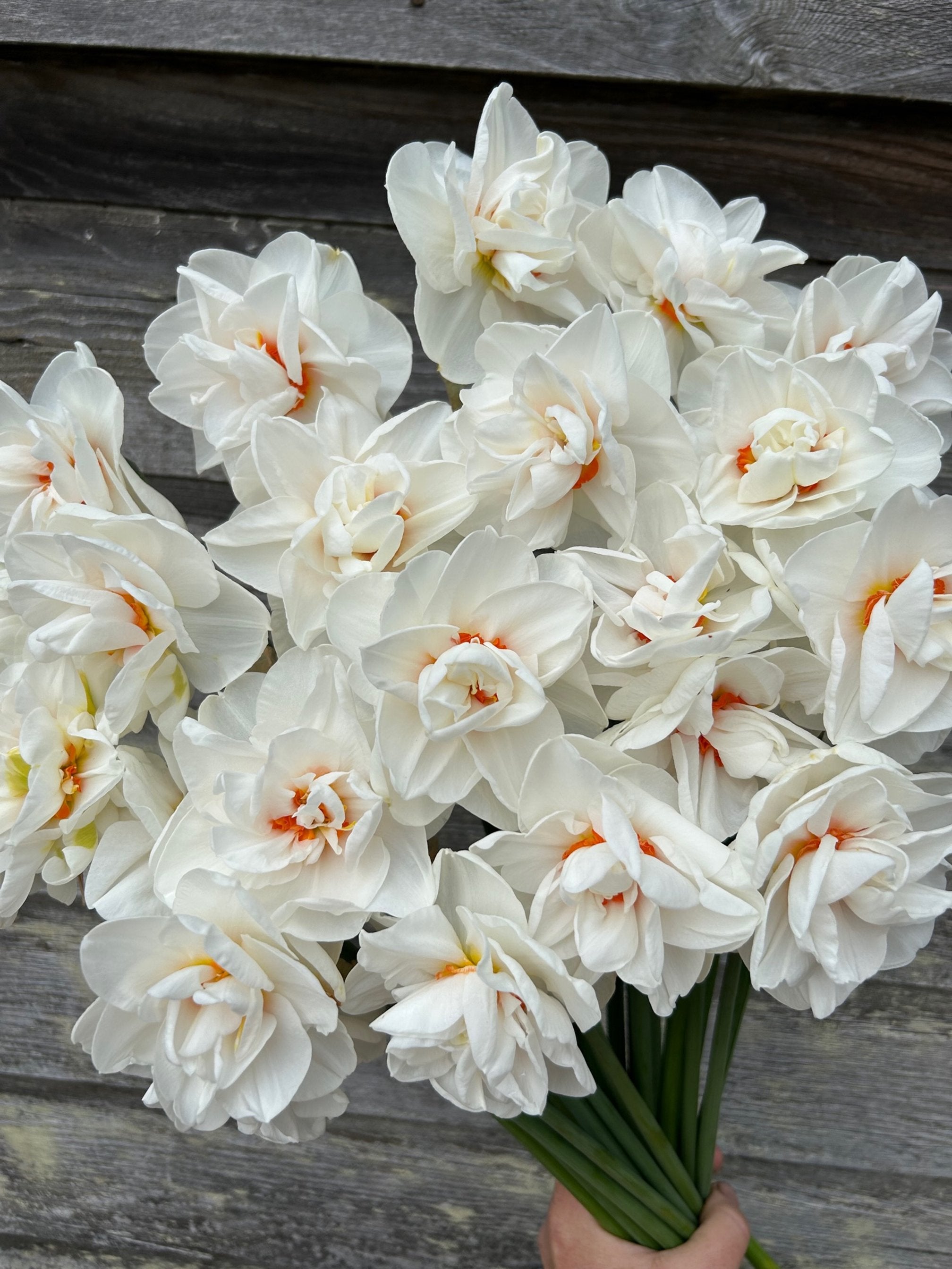 Daffodils – The Farmhouse Flower Farm