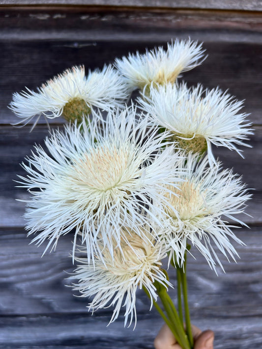 Basket Flower