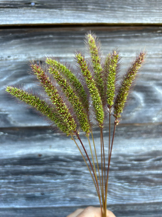 Caramel Setaris Grass