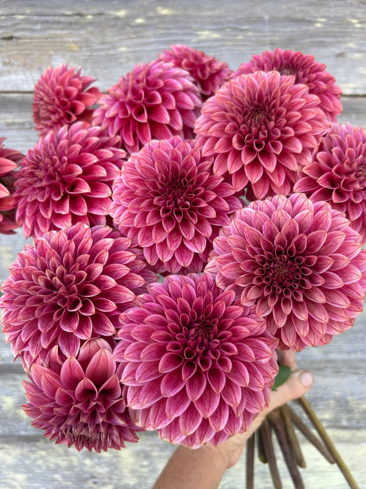 KA's® Rosie Jo - LIMIT 1