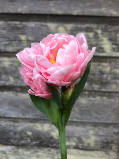 Tulip - Dreamer