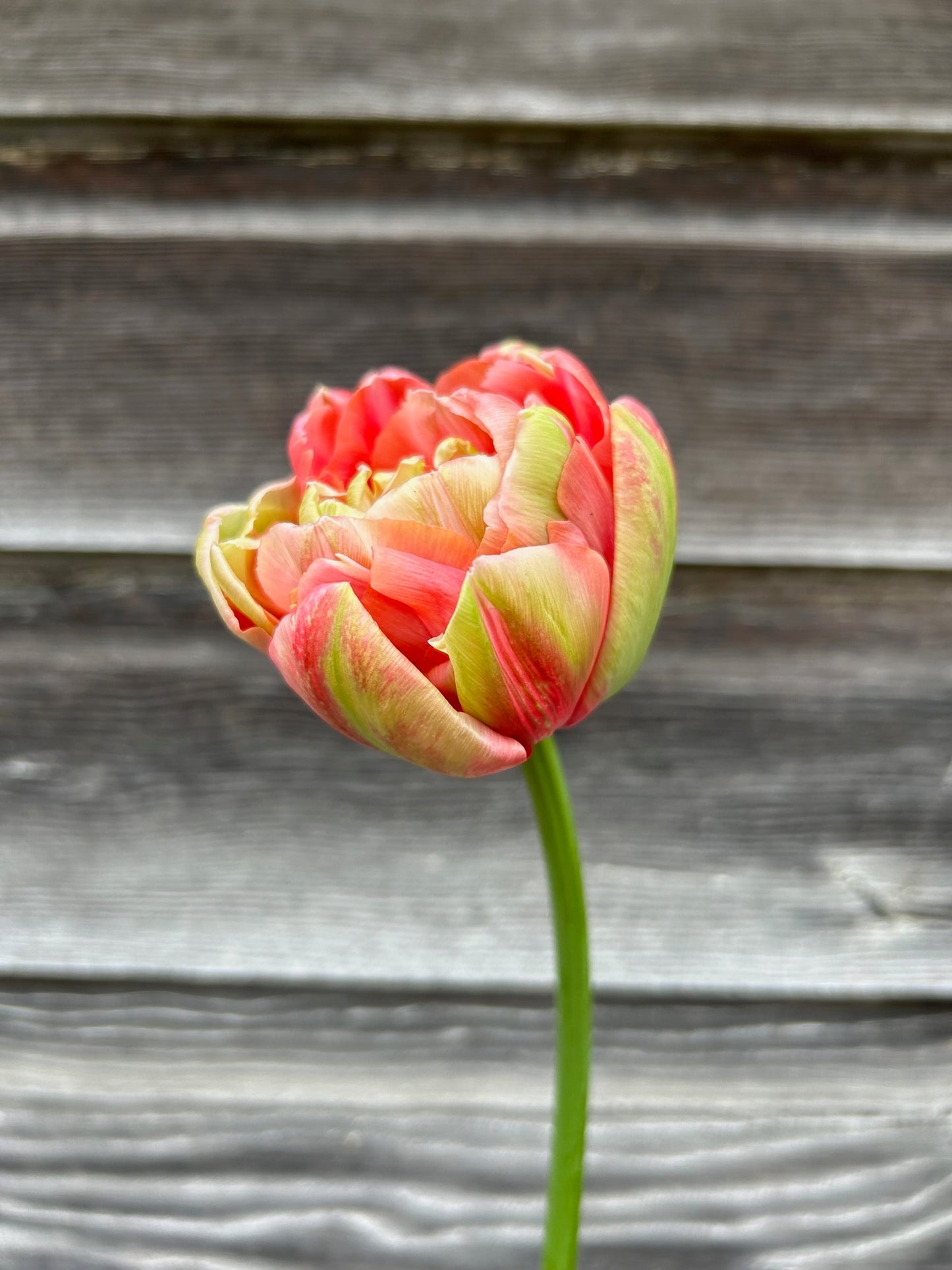 Tulip - Renown Unique