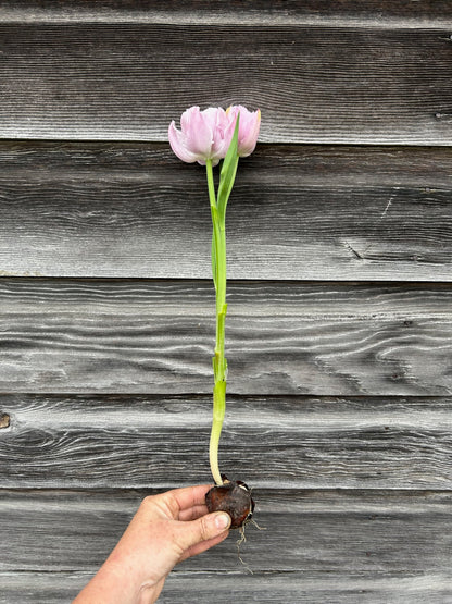 Tulip - Katinka