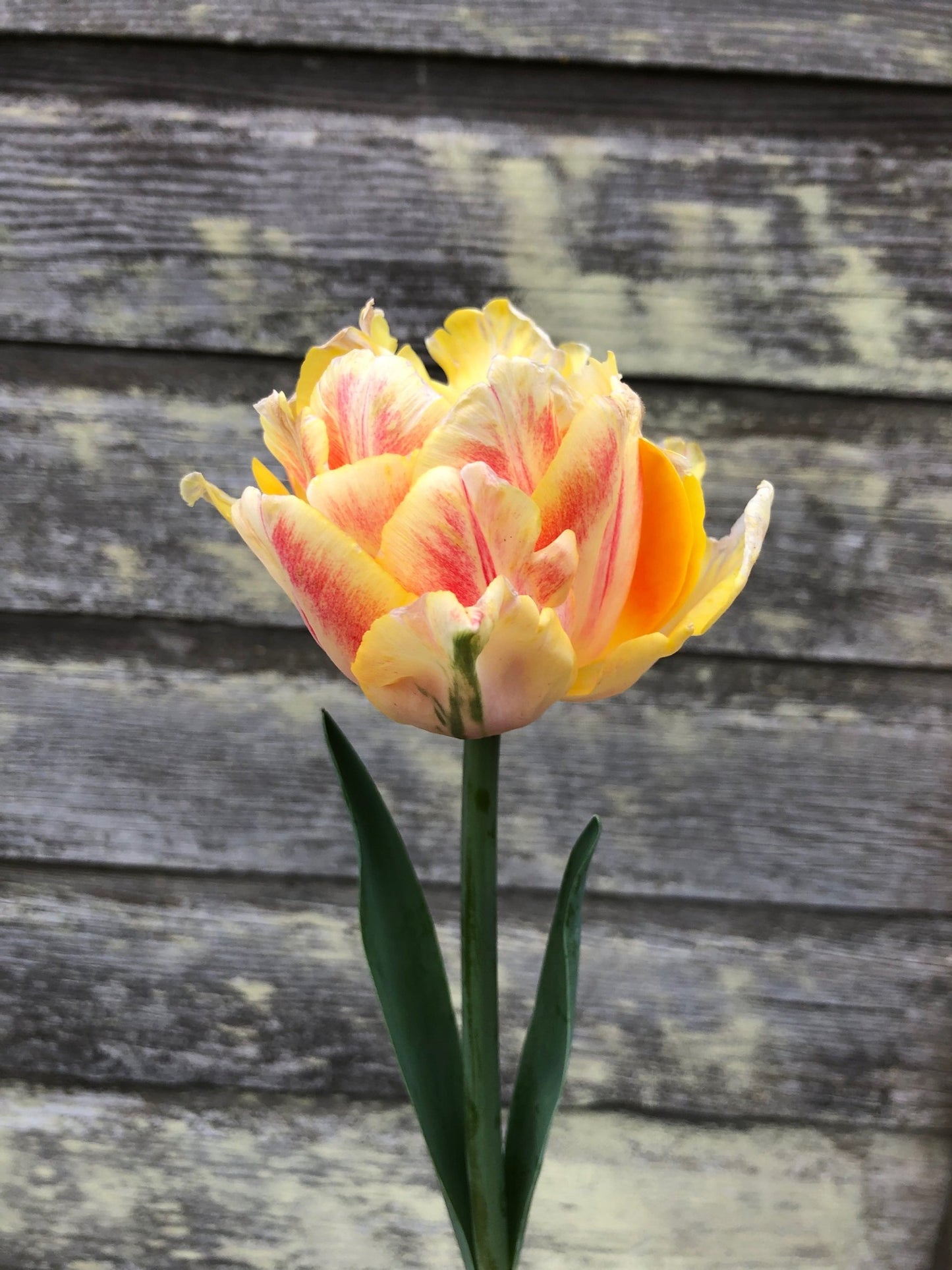 Tulip - Foxy Foxtrot – The Farmhouse Flower Farm