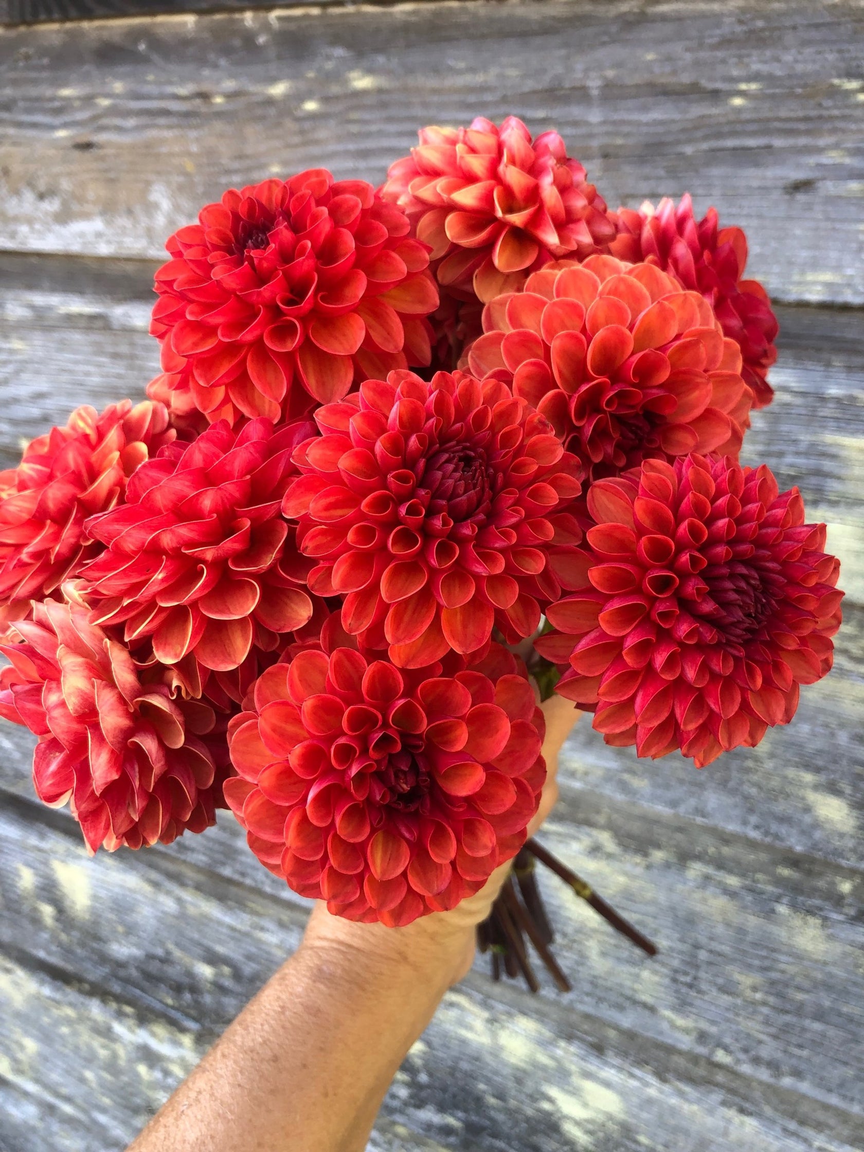 Rust Floers Valley Rust Bucket – The Farmhouse Flower Farm