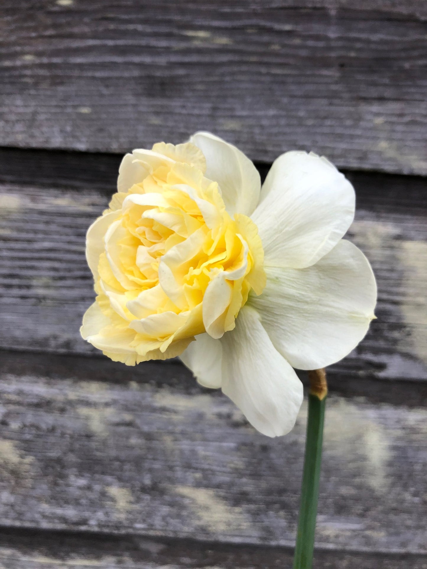 Daffodil - Art Design