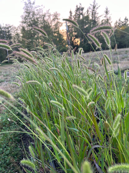 Caramel Setaris Grass