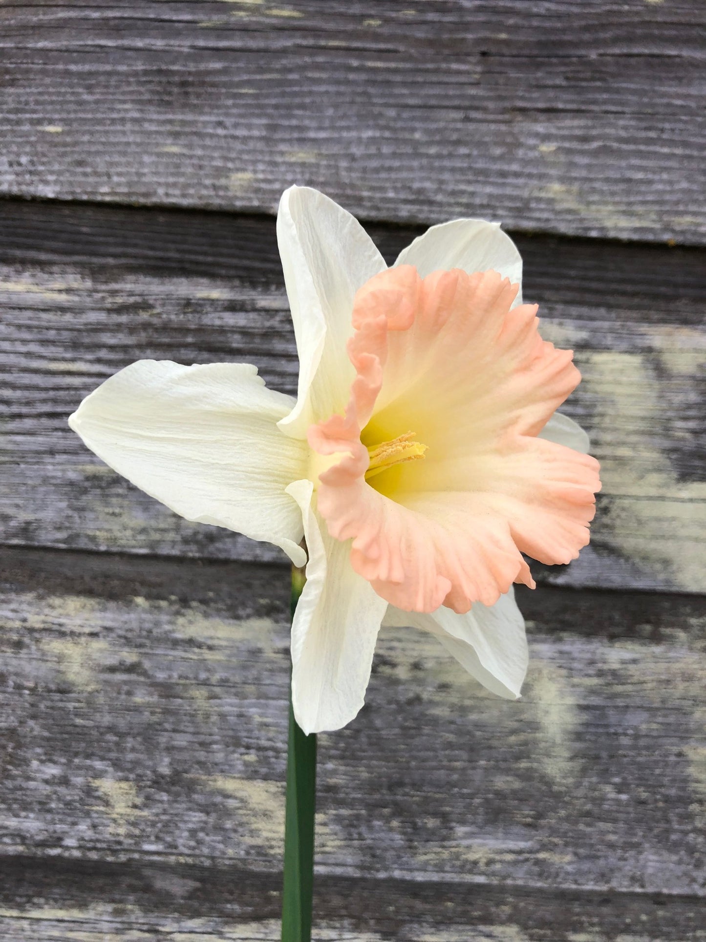 Narcissus - British Gamble – The Farmhouse Flower Farm