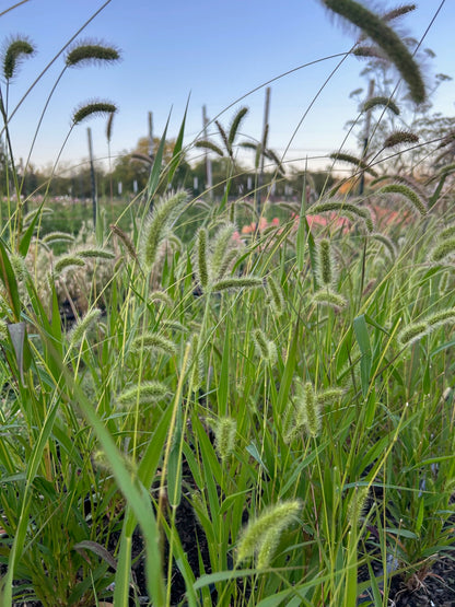 Caramel Setaris Grass