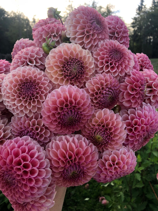 Bracken Rose