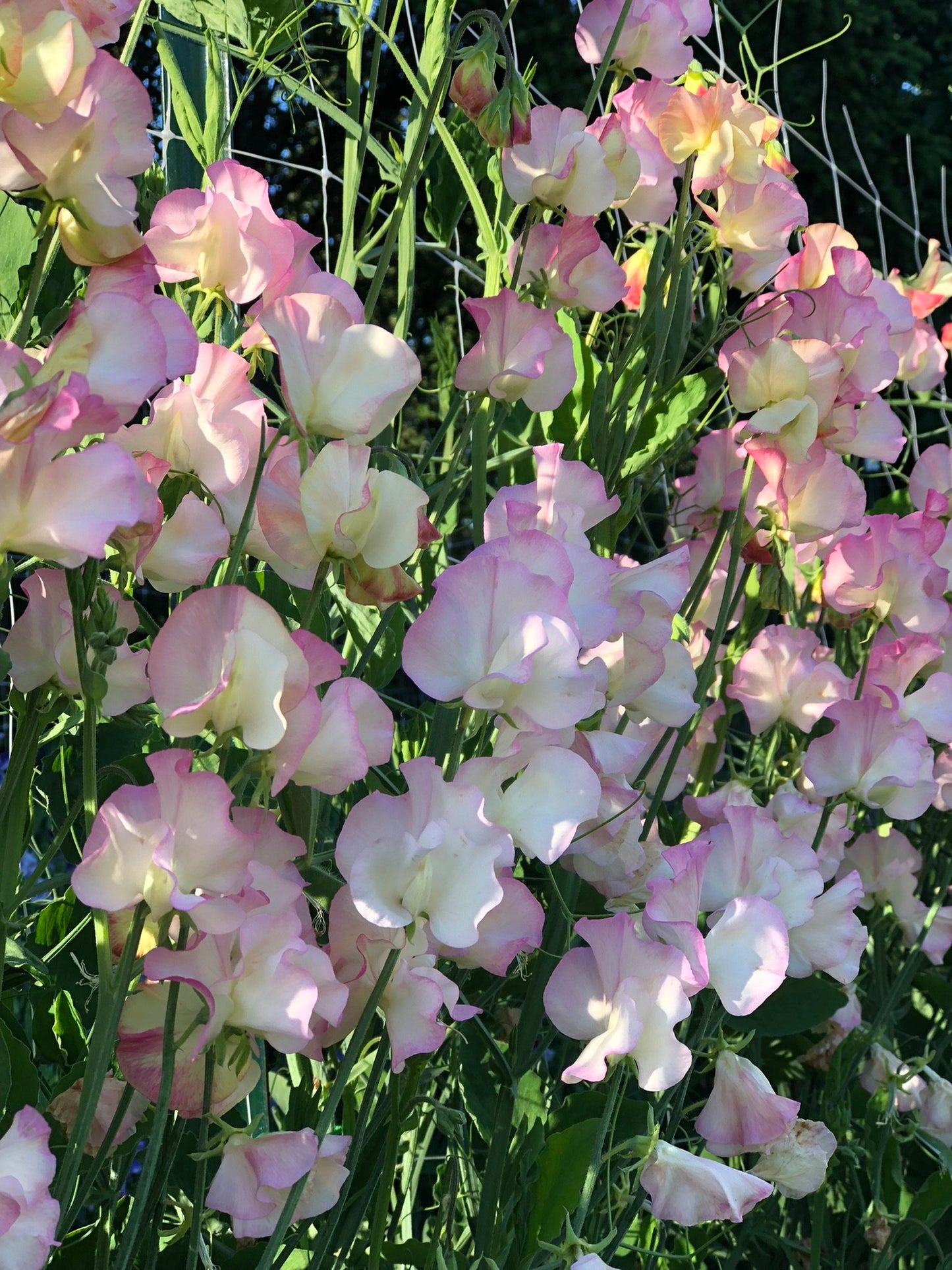 Sweet Pea - Dzintra