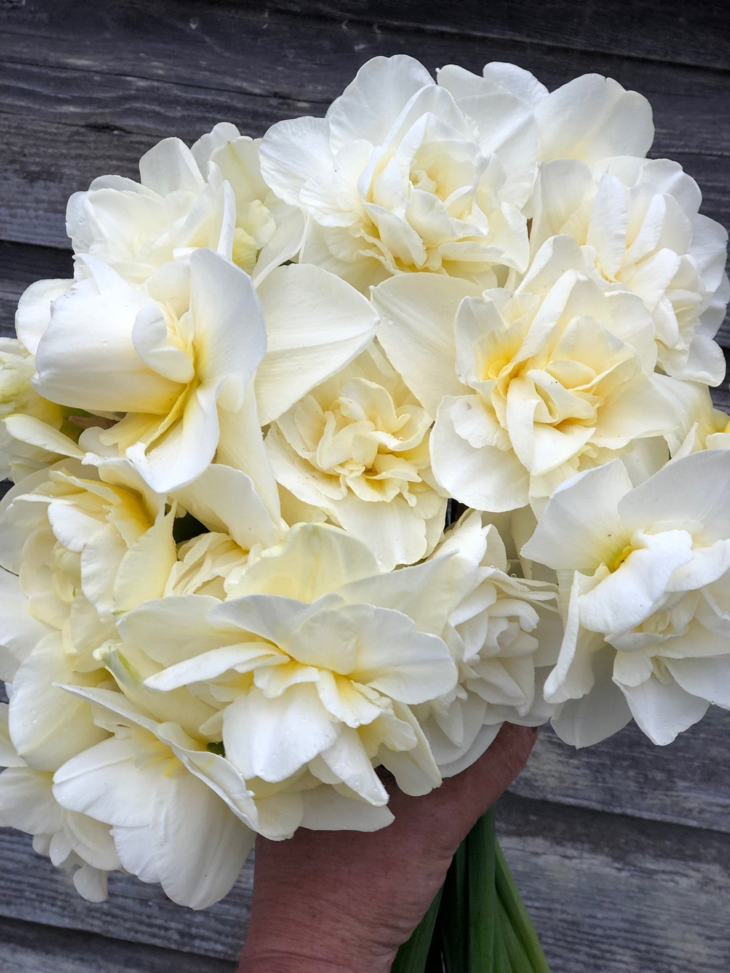 Daffodil - Obdam