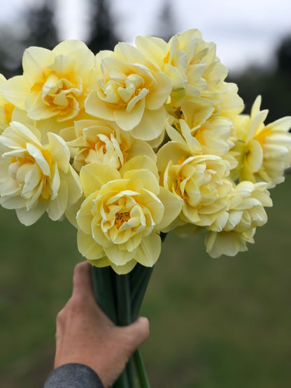 Daffodil - Manly