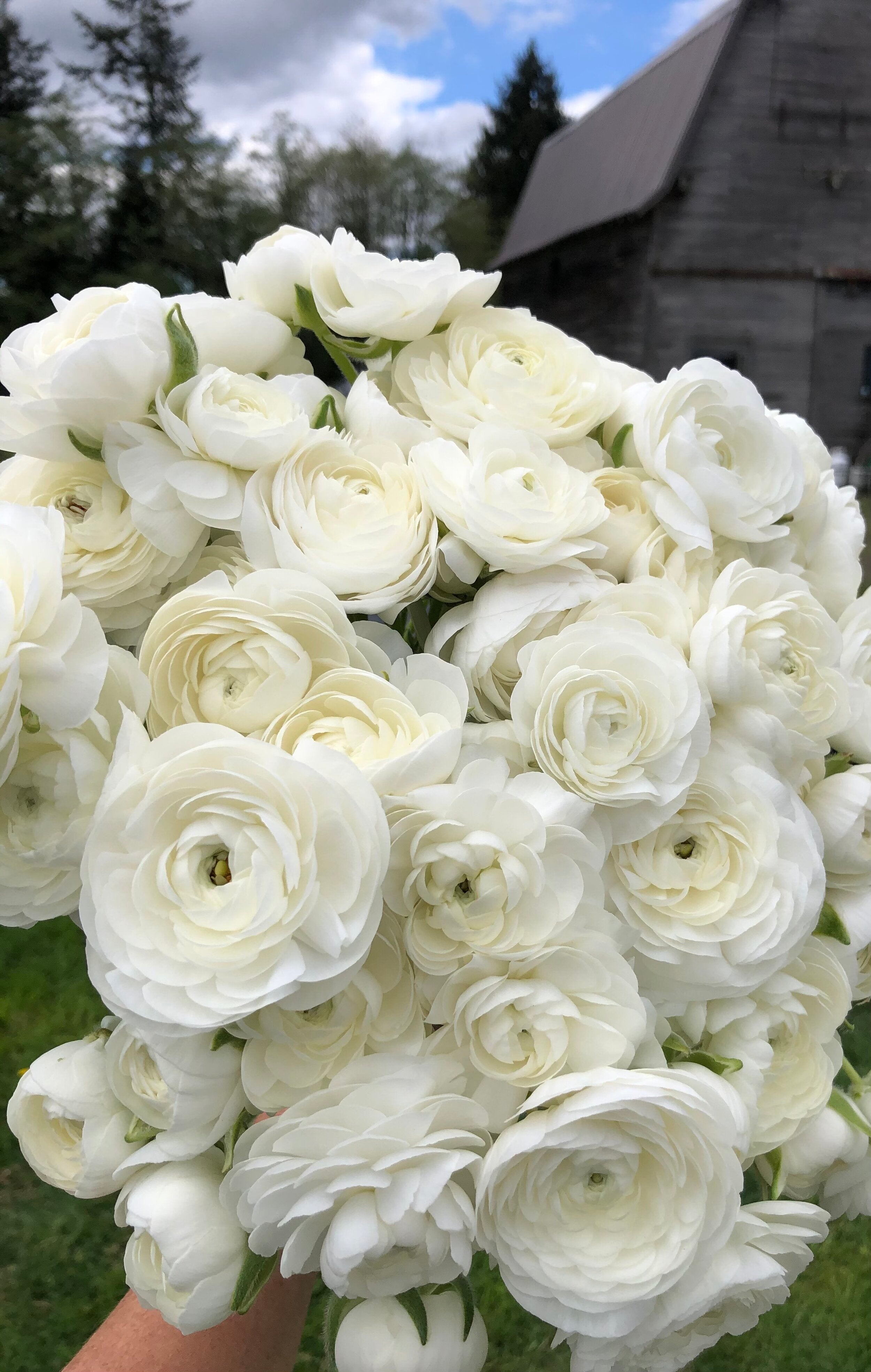 White Ranuclus Ranunculus White – The Farmhouse Flower Farm