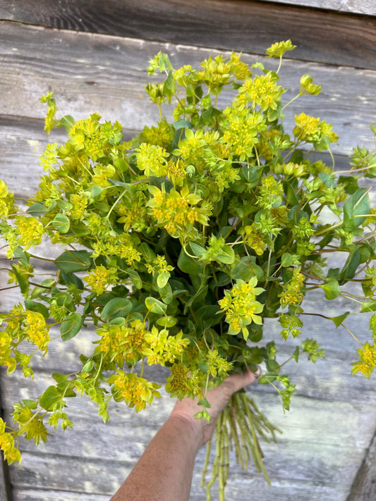 Bupleurum - Griffithi