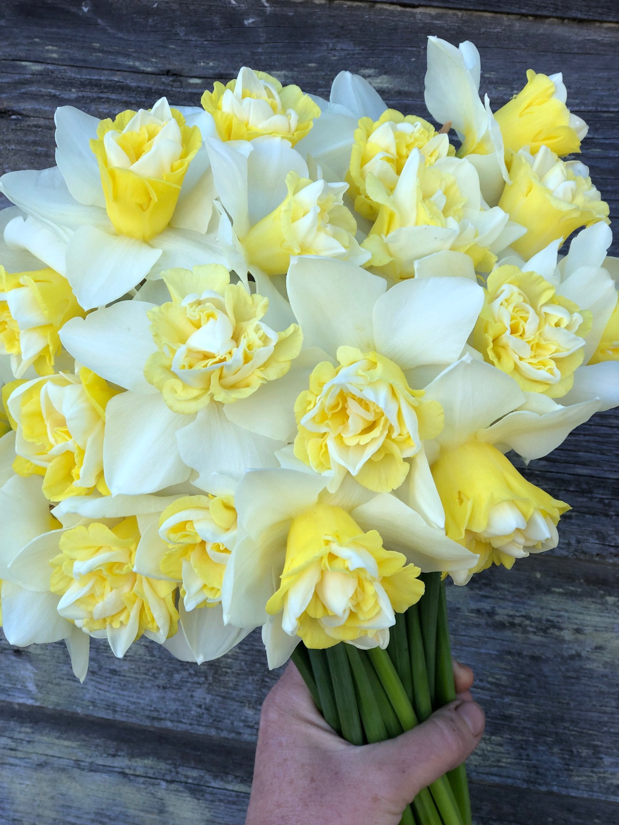 Daffodils – The Farmhouse Flower Farm