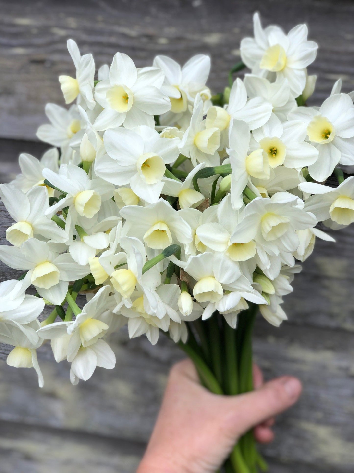 Daffodil - Silver Chimes