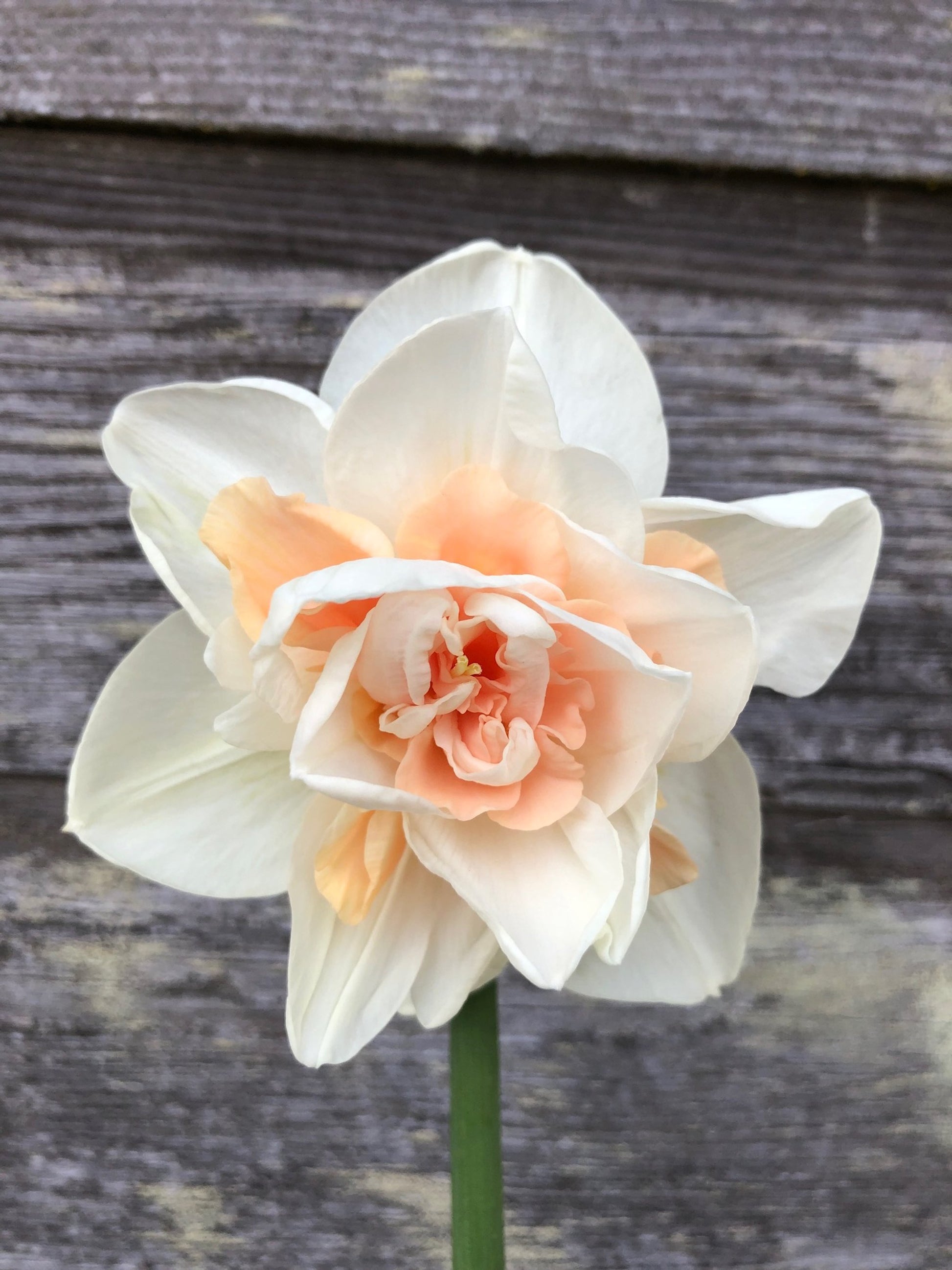 Narcissus - Delnashaugh – The Farmhouse Flower Farm