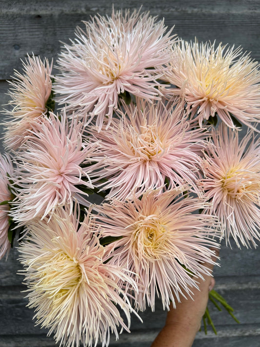 China Aster - Valkyrie Chamois