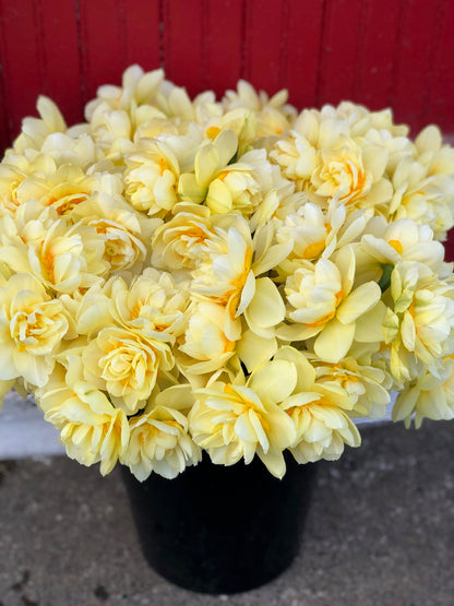 Daffodil - Manly