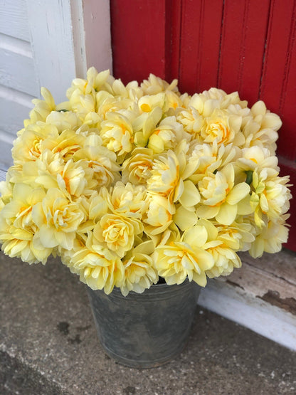 Daffodil - Manly