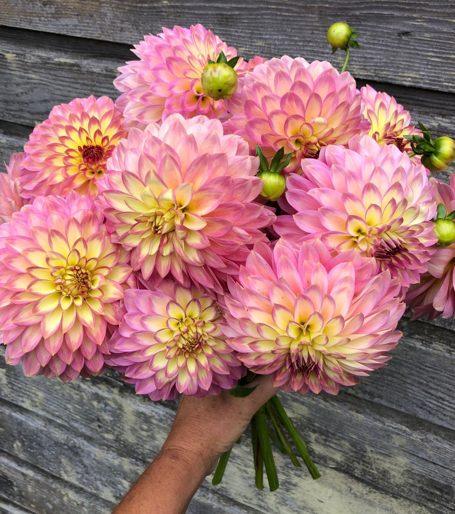 Teedy Crazy 4 Teedy – The Farmhouse Flower Farm