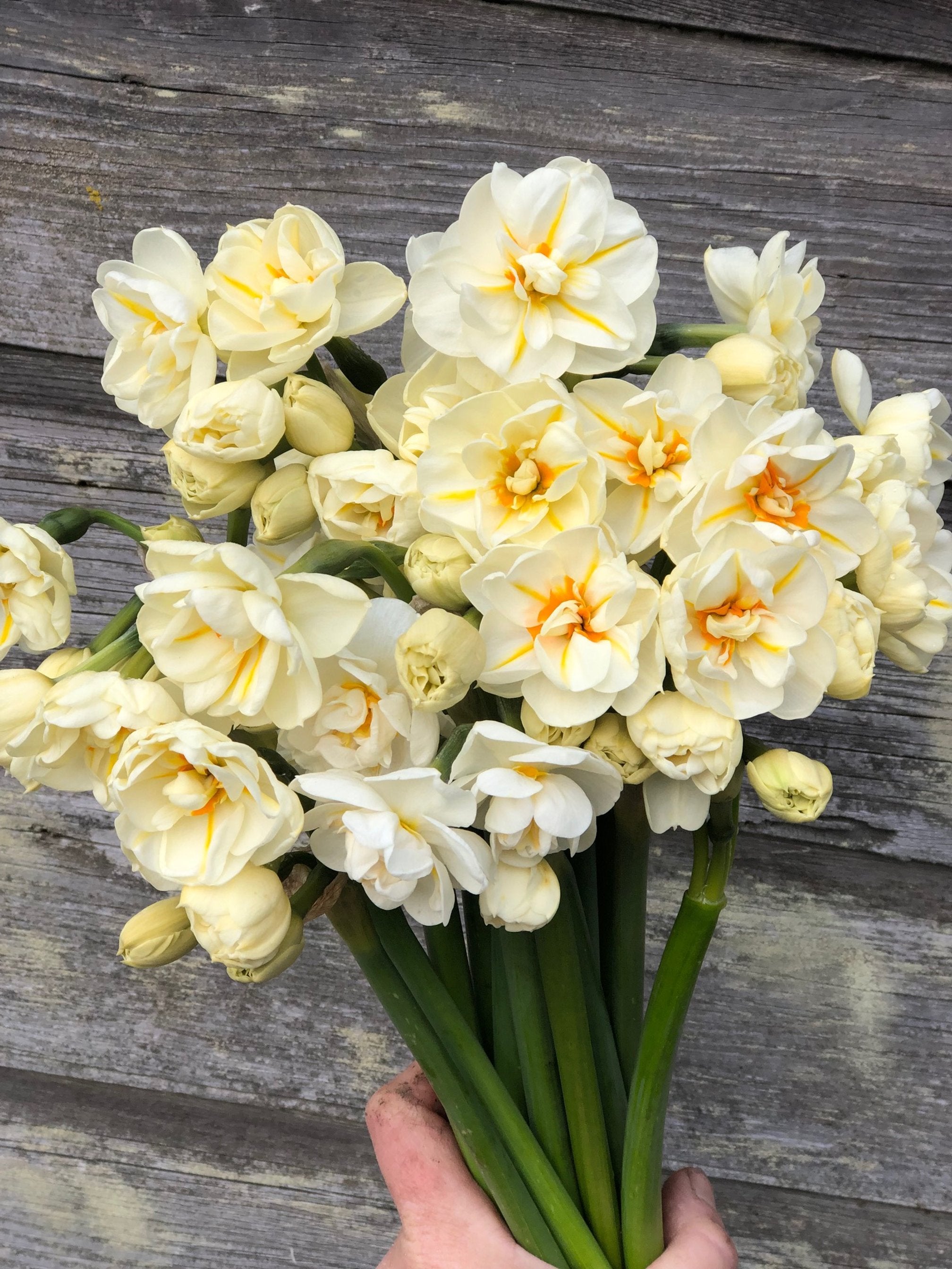 Daffodils – The Farmhouse Flower Farm