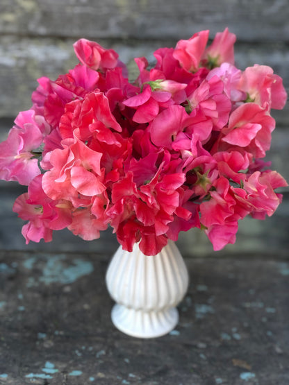 Sweet Pea - Tropical Punch Mix