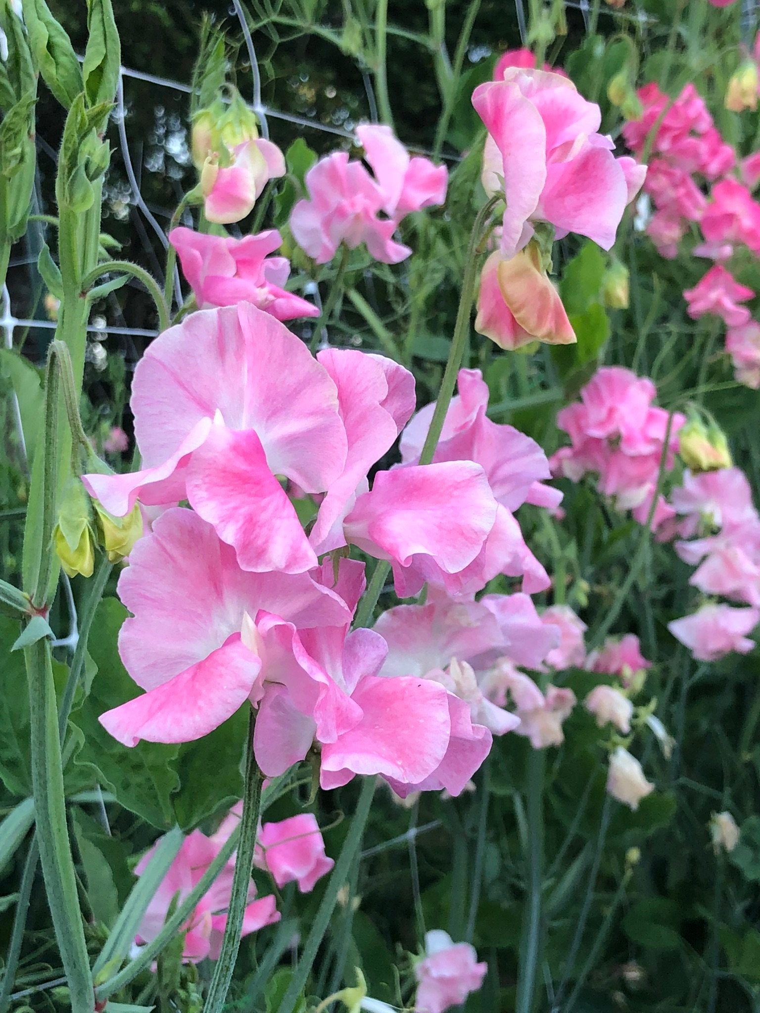 Sweet Pea - Mrs Bernard Jones – The Farmhouse Flower Farm