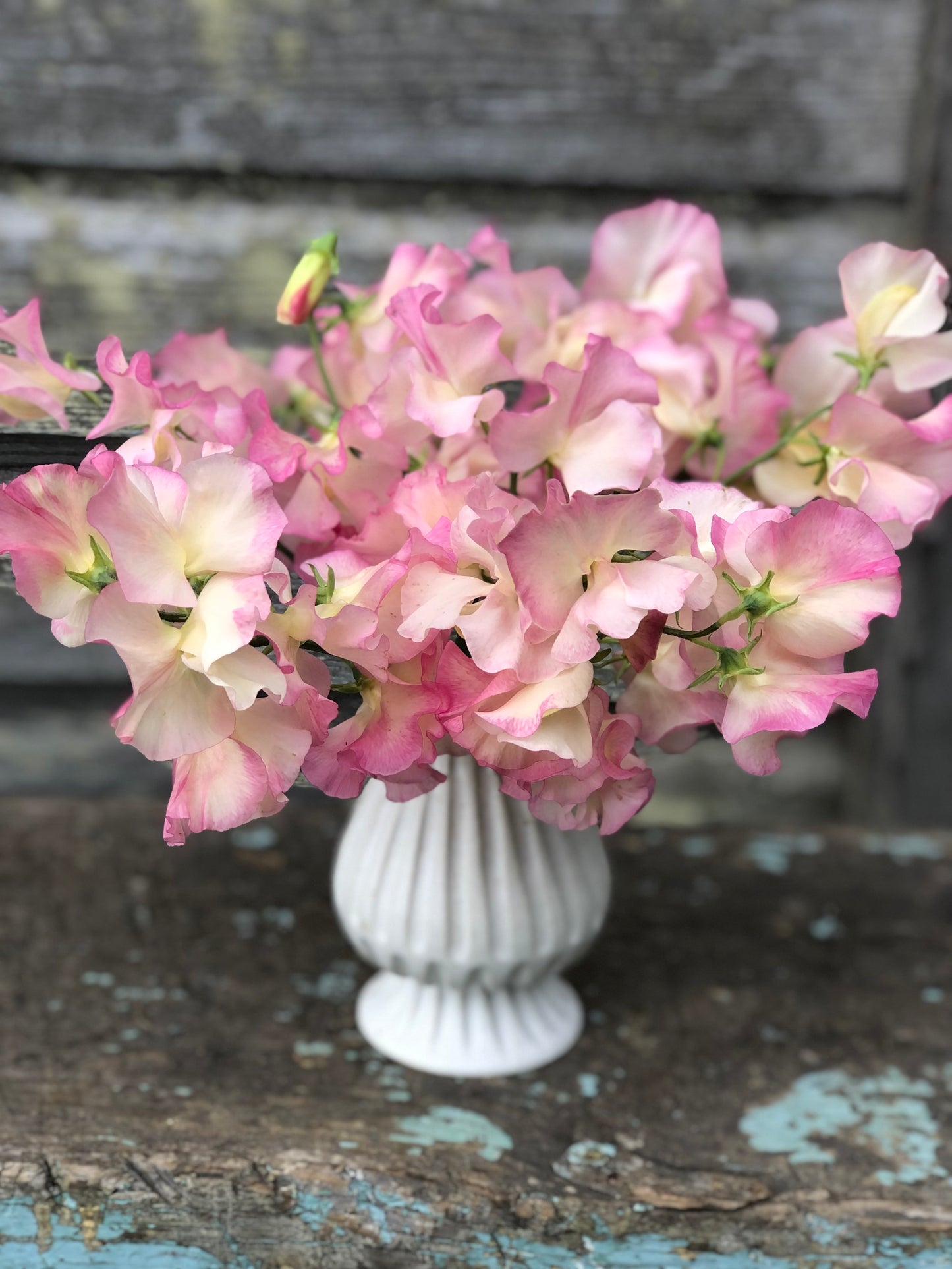 Sweet Pea - Dzintra