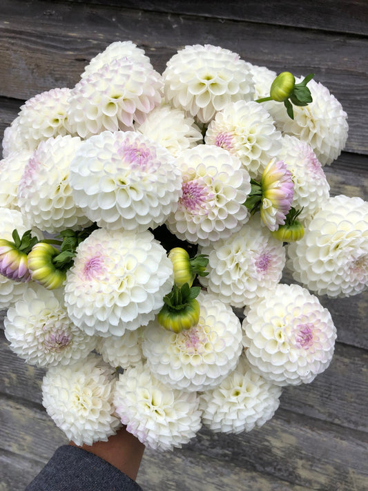 Hollyhill Miss White