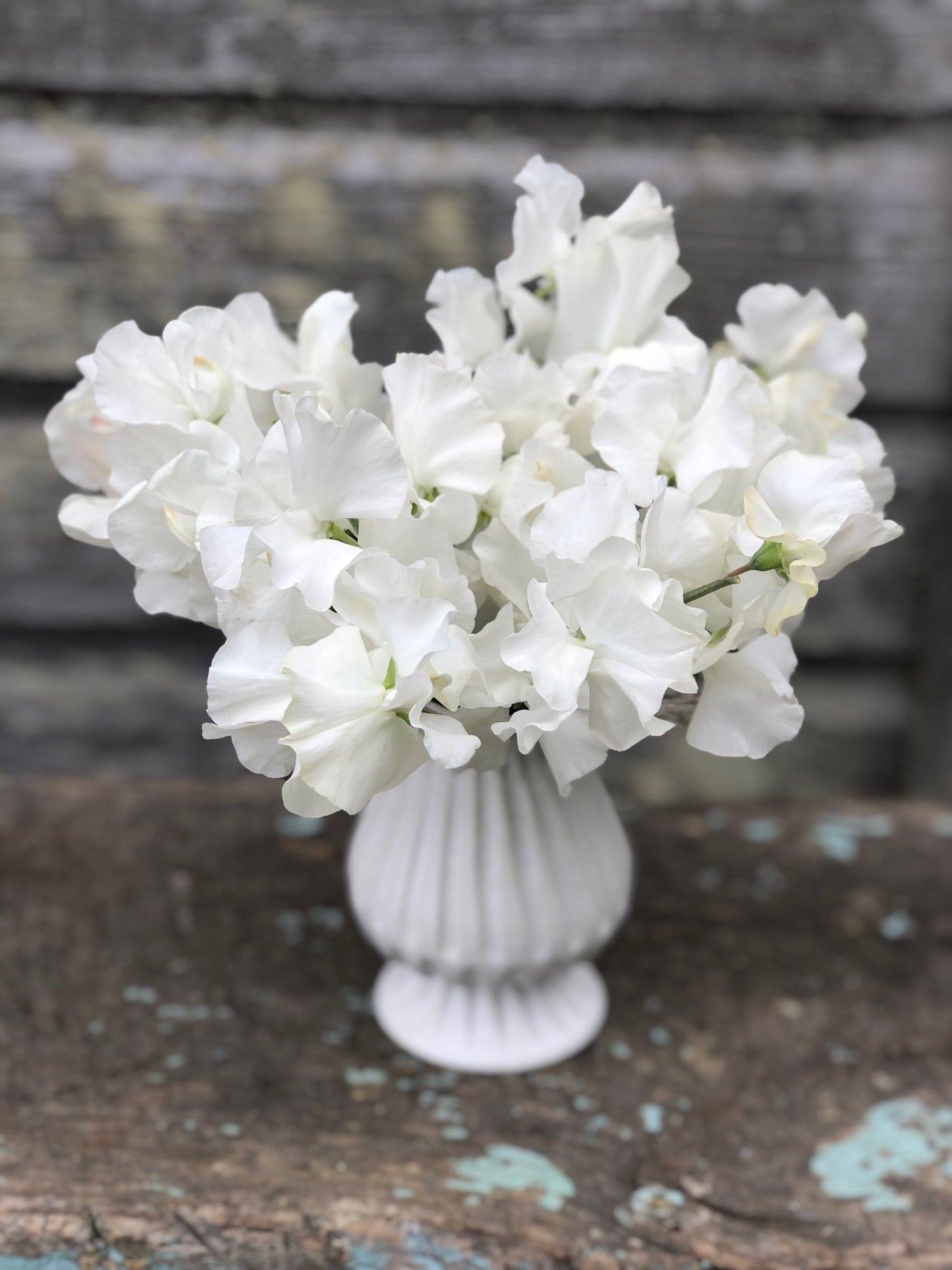 Sweet Pea - White Frills