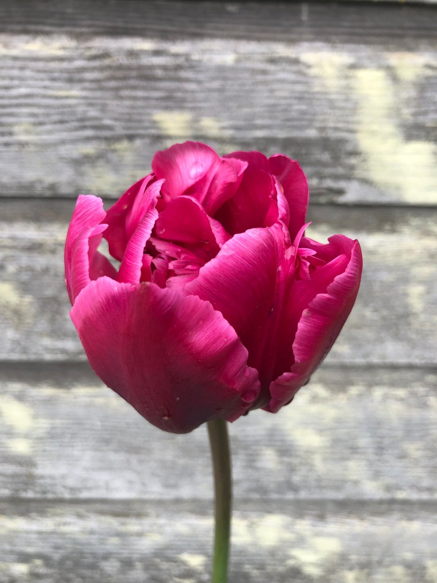 Tulip - Margarita