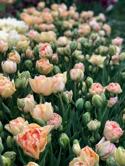 Tulip - Charming Beauty