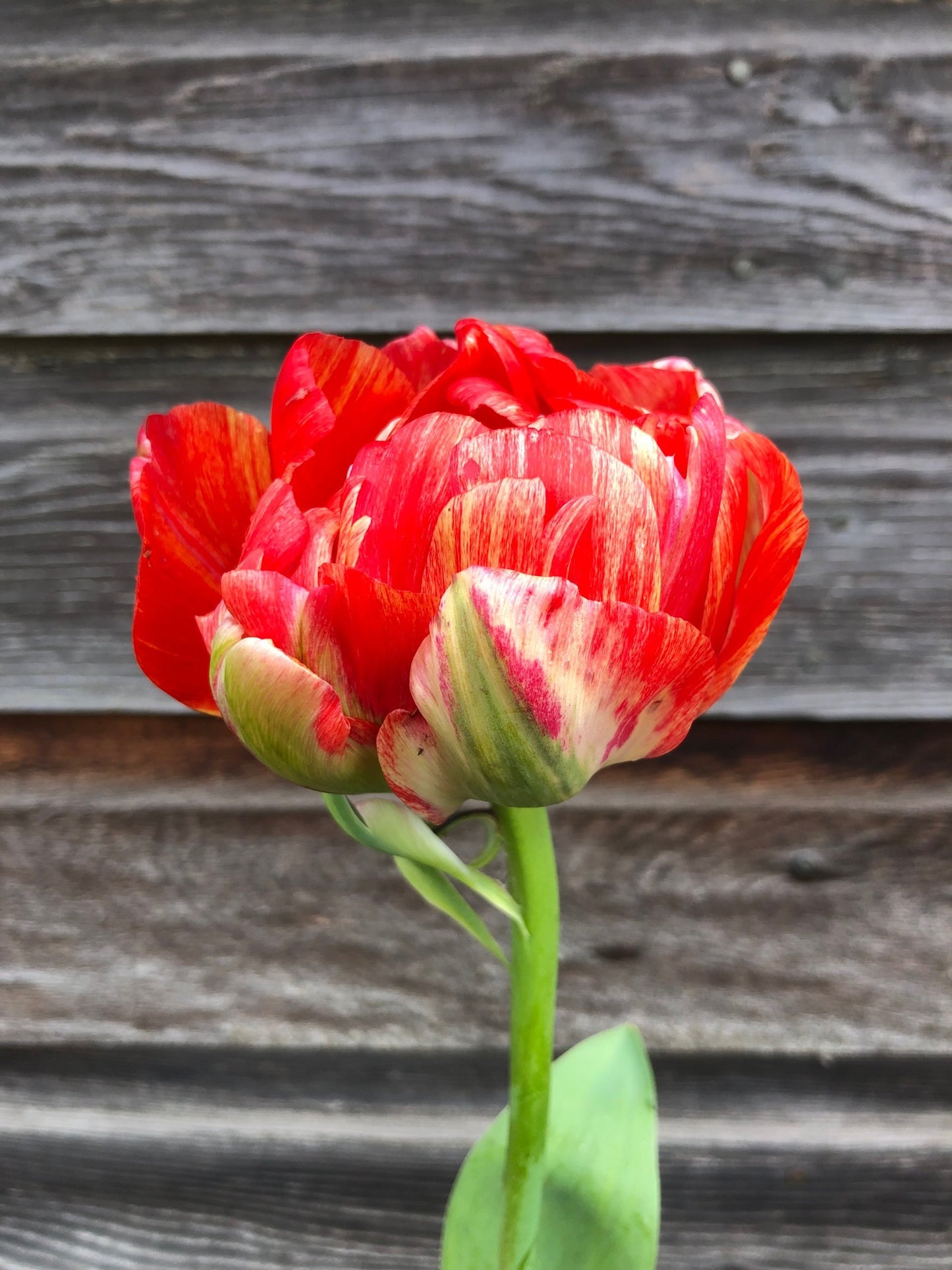 Tulip - Gudoshnik Double