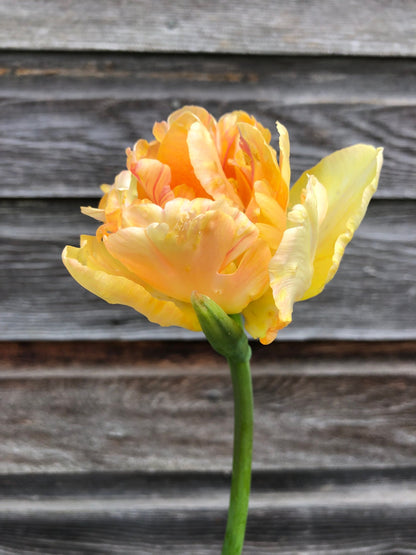 Tulip - Charming Beauty