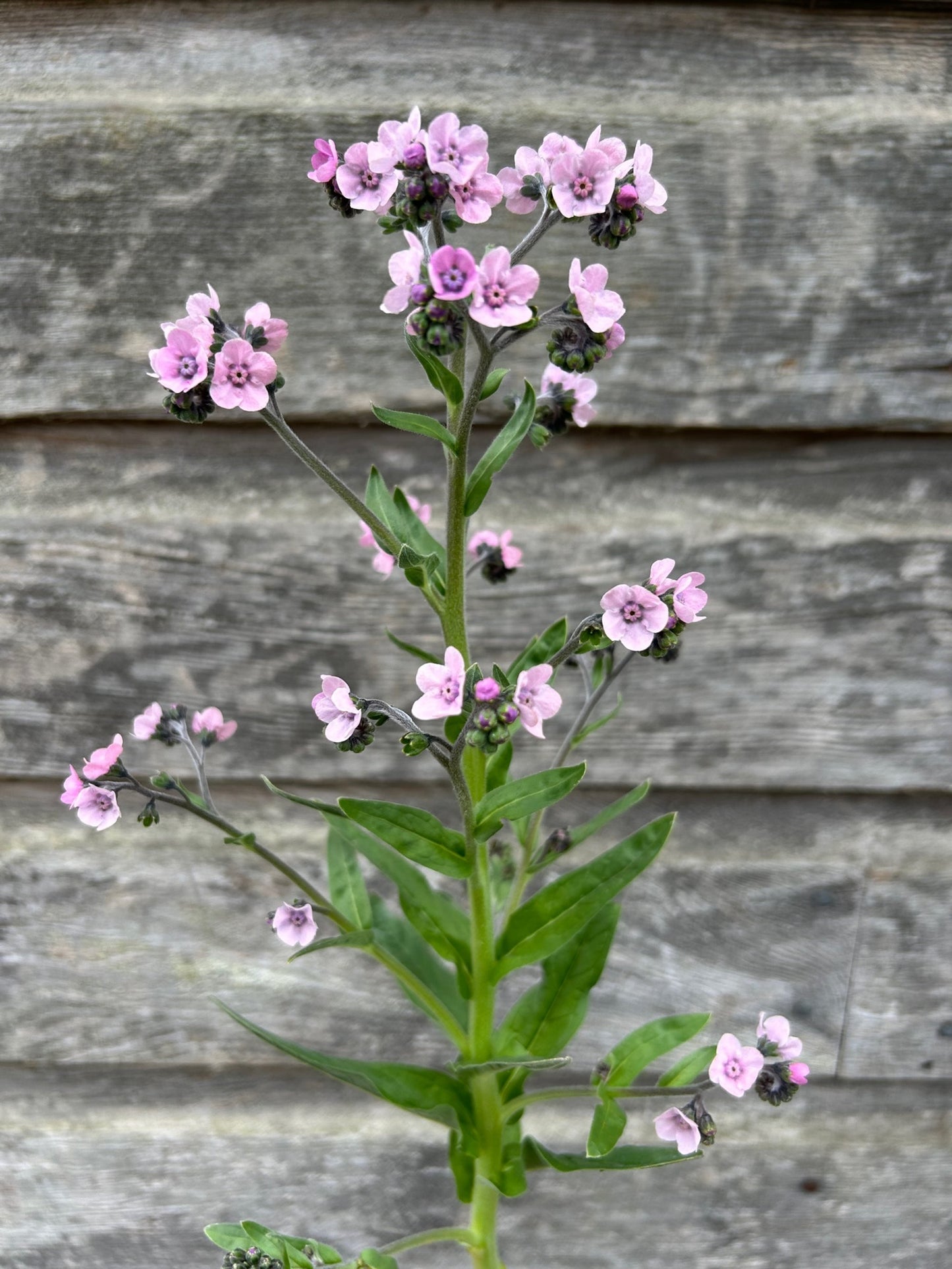 Chinese Forget Me Nots - Mystic Pink