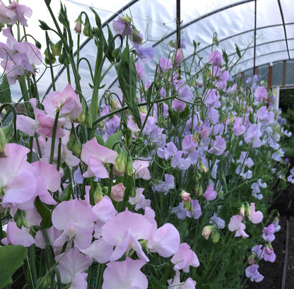 Sweet Pea - Cotton Candy Mix