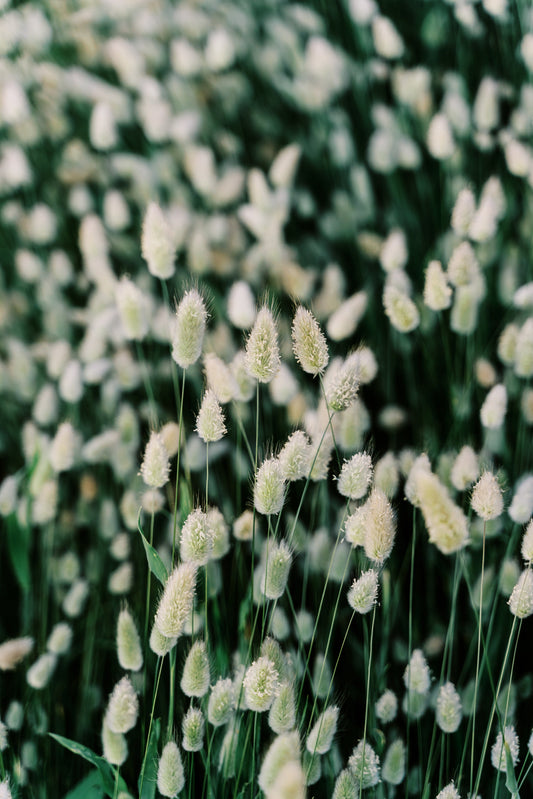 Bunny Tails