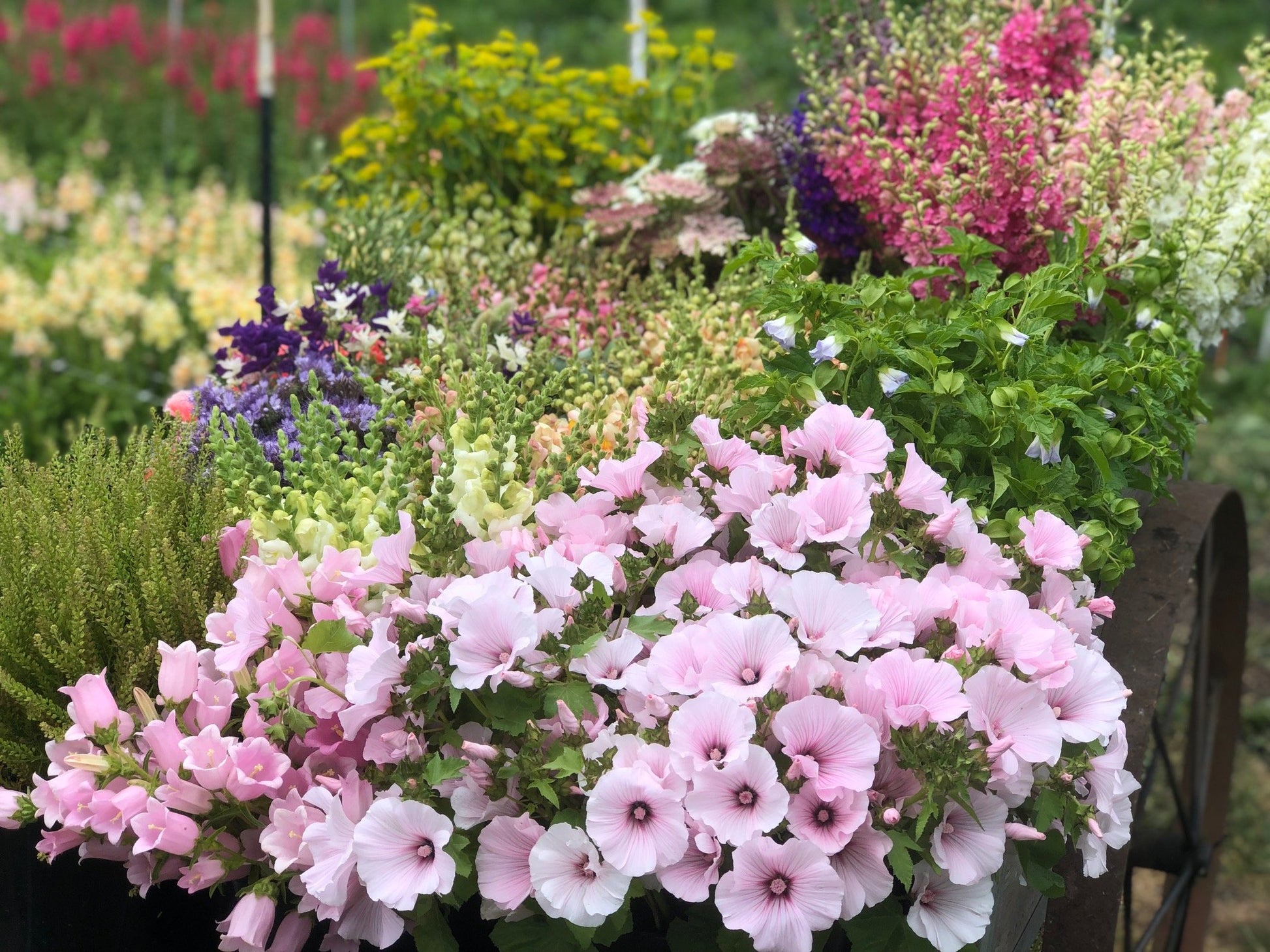 lavatera flower seeds Lavatera