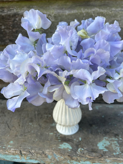 Sweet Pea - Oban Bay